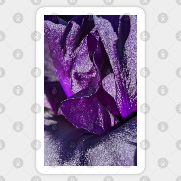 Purple Velvet Iris Sticker by H. R. Sinclair